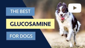 best glucosamine for dogs