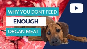 you don't feed enough organ meat to your dog