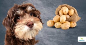 is starch bad for dogs