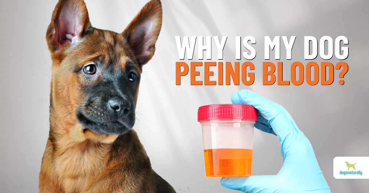 Blood In Your Dog's Urine? Here's What To Do - Dogs Naturally