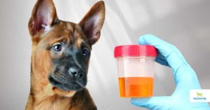 blood in dog urine