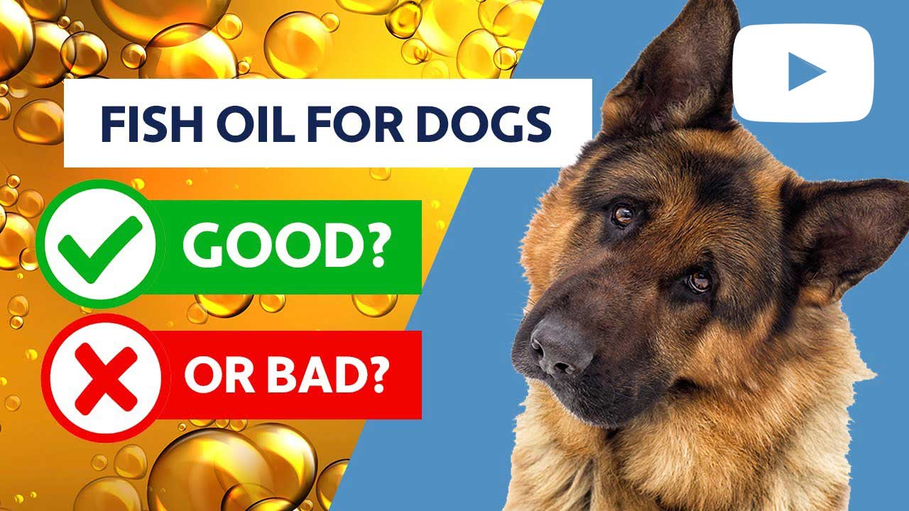 fish oil for dogs: good or bad