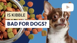is kibble bad for dogs