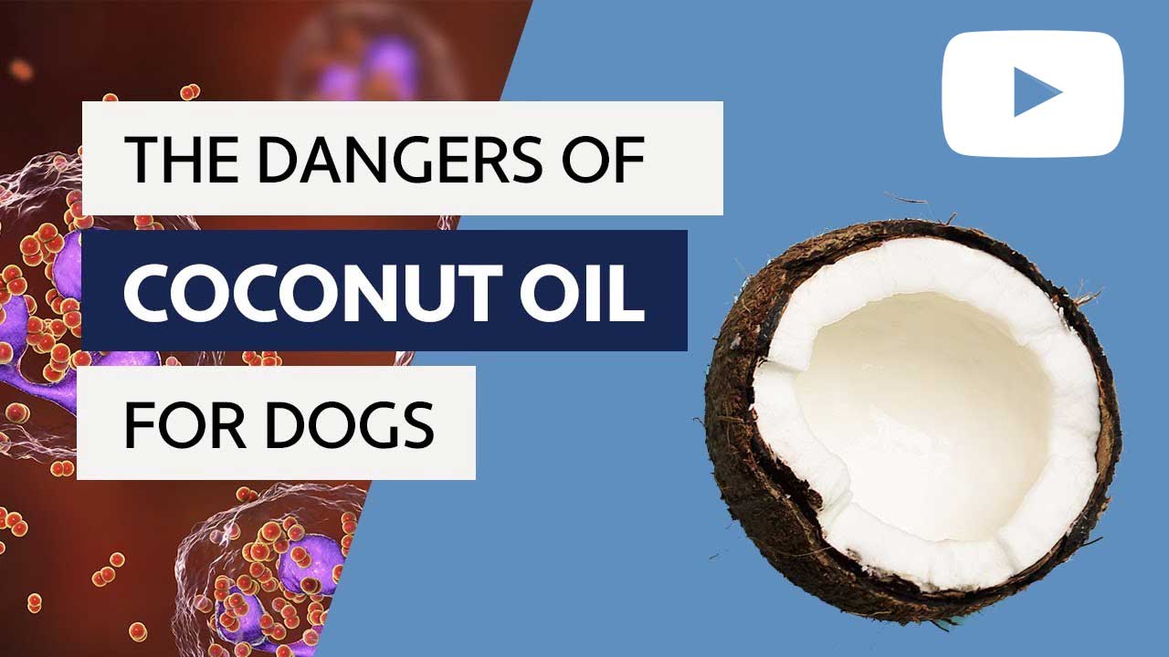 the dangers of coconut oil