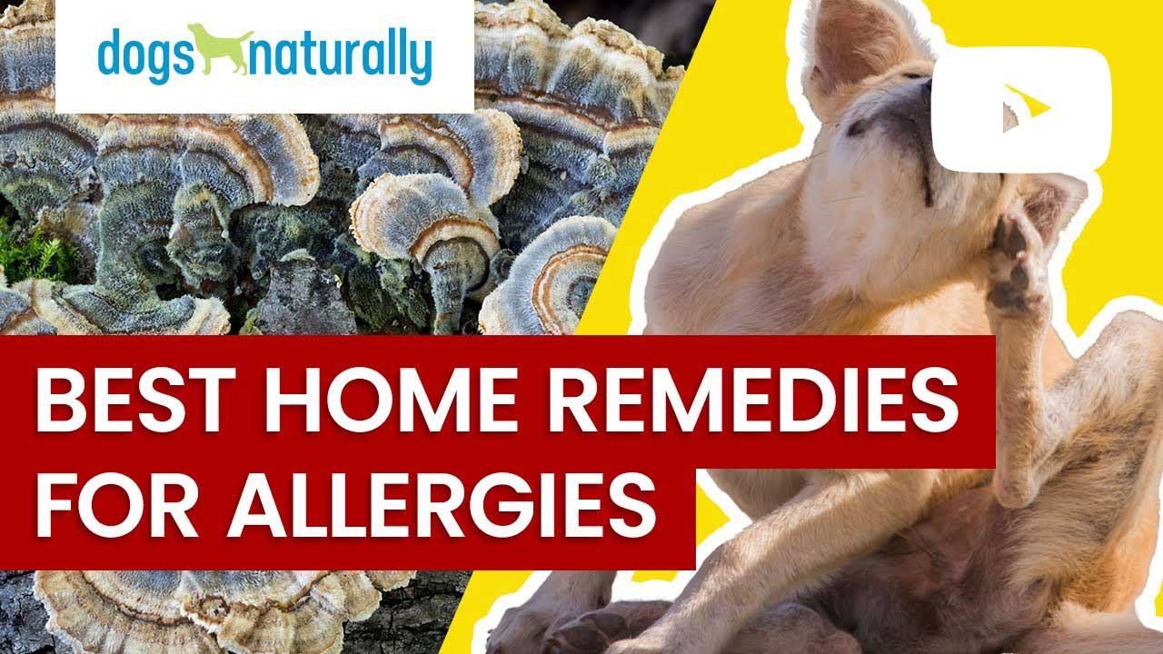 best home remedies for allergies