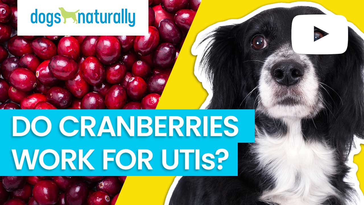 do cranberries work for UTIs