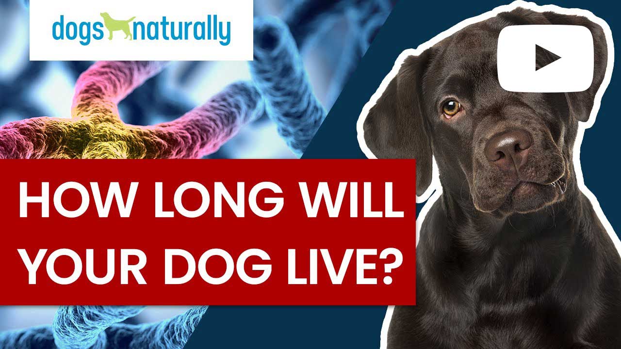how long will your dog live