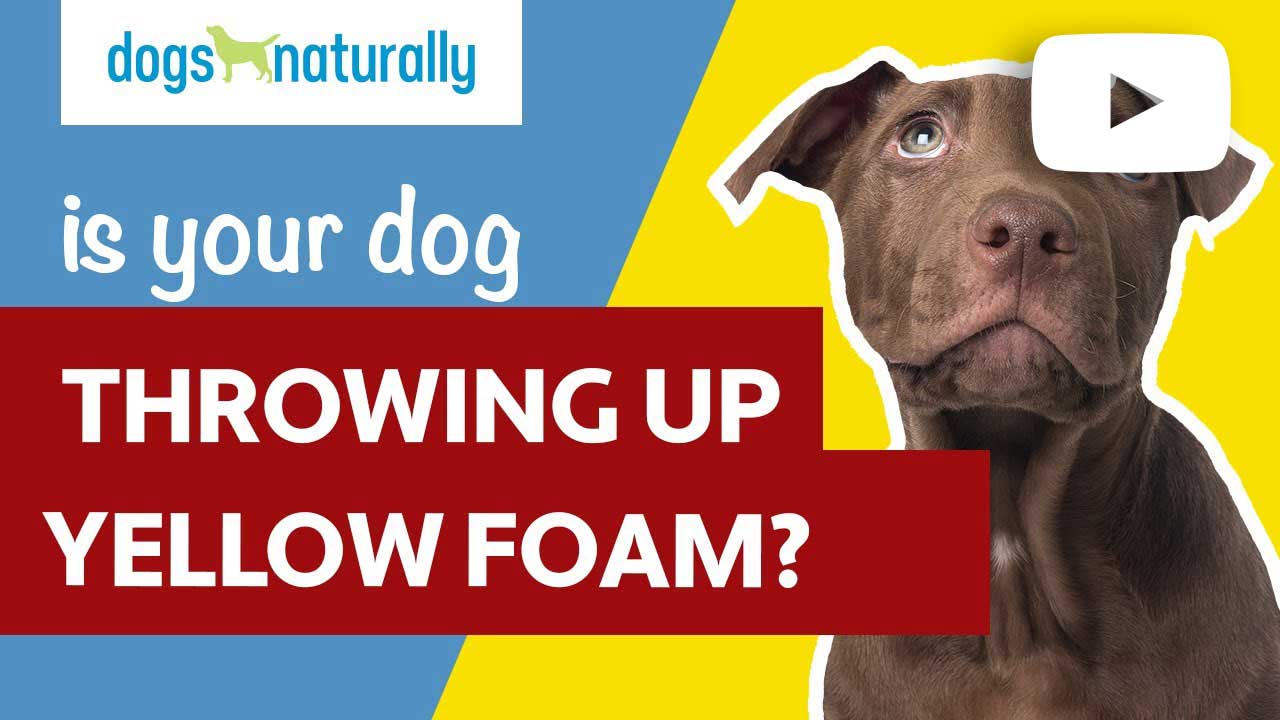 is your dog throwing up yellow foam