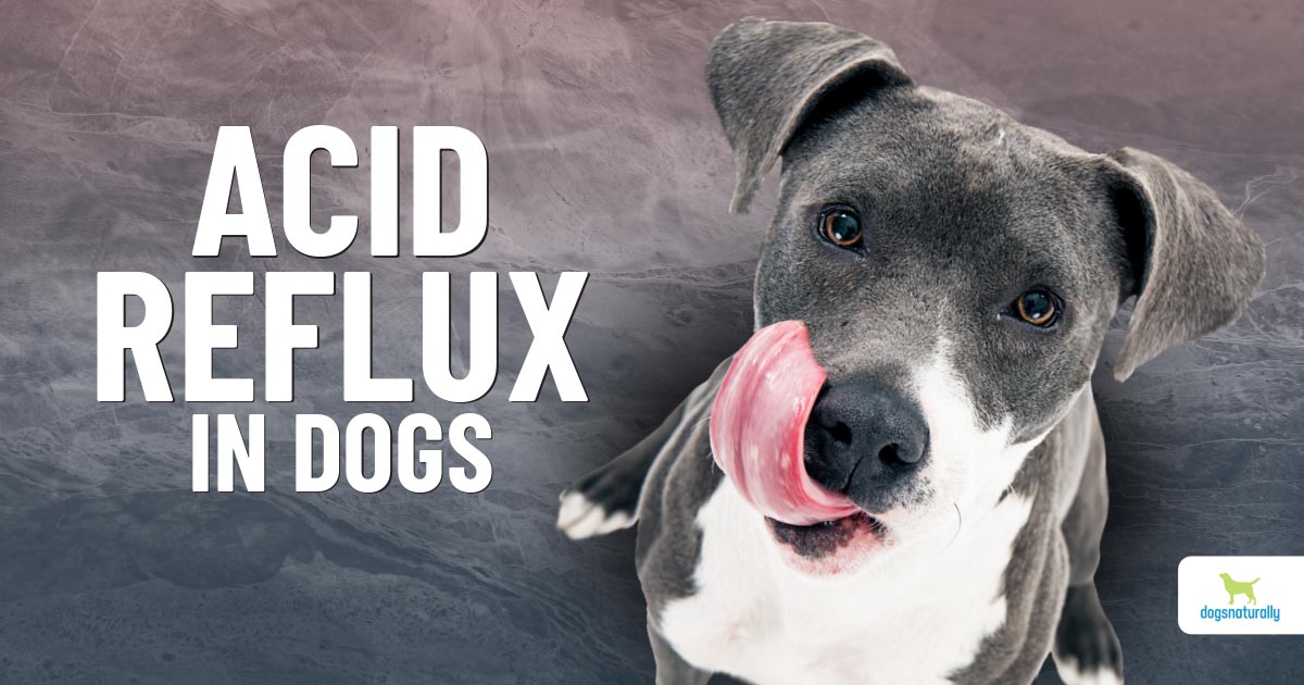 Acid Reflux In Dogs: Symptoms And Treatment - Dogs Naturally