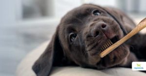 how to brush your dog's teeth