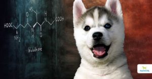 Glutathione in dogs