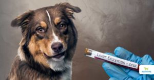 Elevated liver enzymes in dogs