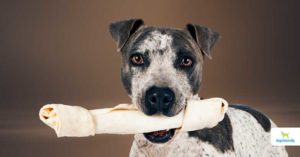 is rawhide bad for dogs