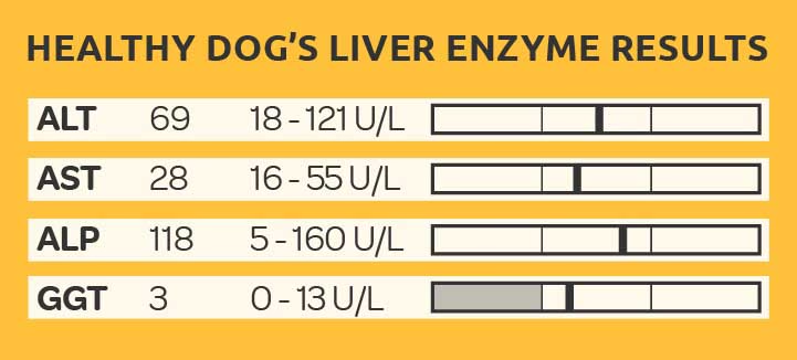 Liver enzymes in dogs