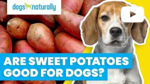 are sweet potatoes good for dogs