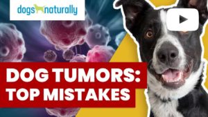 dog tumors top mistakes