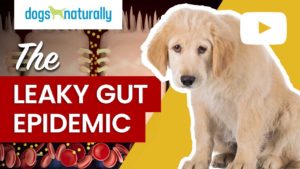 the leaky gut epidemic