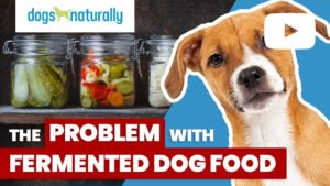 the problem with fermented dog food