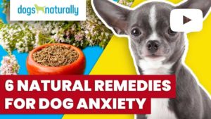 natural remedies for dogs with anxiety