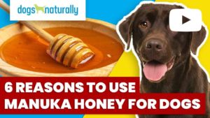 manuka honey for dogs