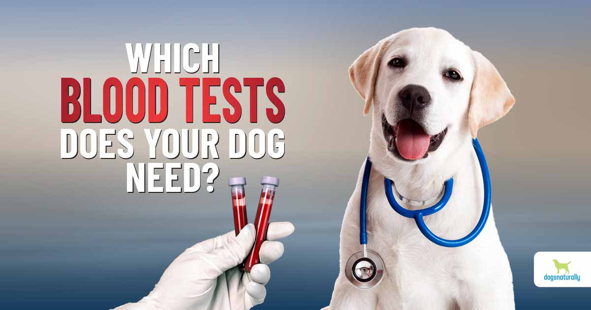 Handy Guide To Dog Blood Tests - Dogs Naturally