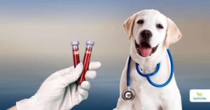 dog blood tests