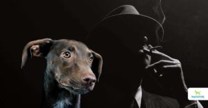 second hand smoke in dogs