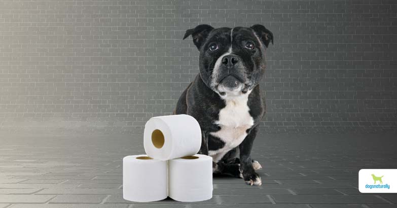 what stops dogs diarrhea