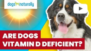 are dogs vitamin d deficient