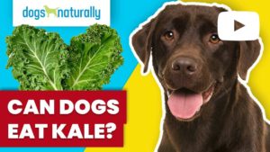 can dogs eat kale