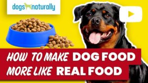 how to make dog food more like real food