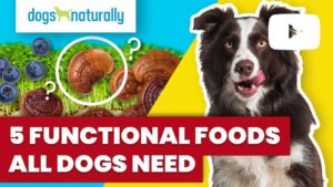 functional foods all dogs need
