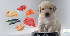 dog food protein