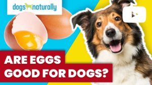 are eggs good for dogs