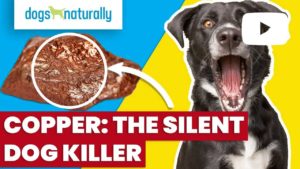 copper - the silent dog killer