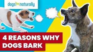 reasons dogs bark
