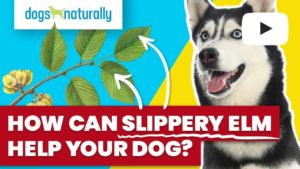 how can slippery elm help your dog