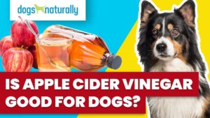 apple cider vinegar good for dogs