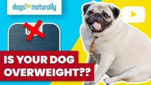 dog overweight