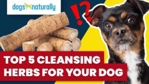 cleansing herbs for your dog