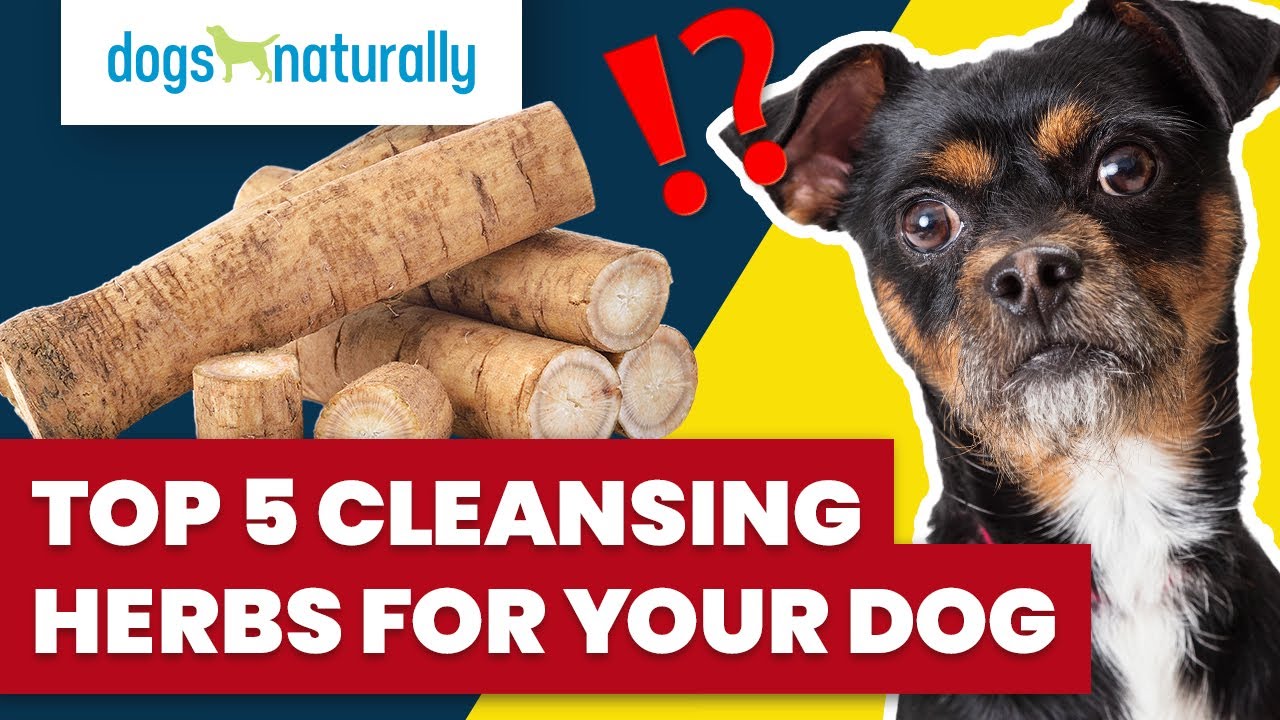 Top 5 Cleansing Herbs For Your Dog - Dogs Naturally