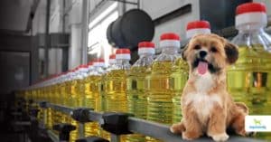 can dogs eat seed oils