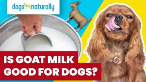 is goat milk good for dogs