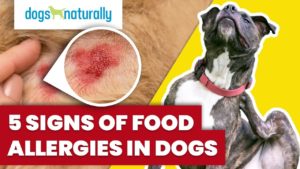 signs of food allergies in dogs
