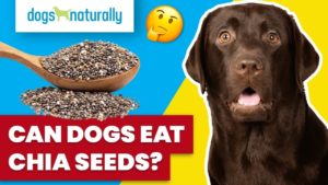 can dogs eat chia seeds