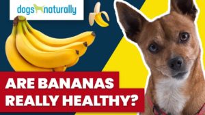 are bananas really healthy for dogs