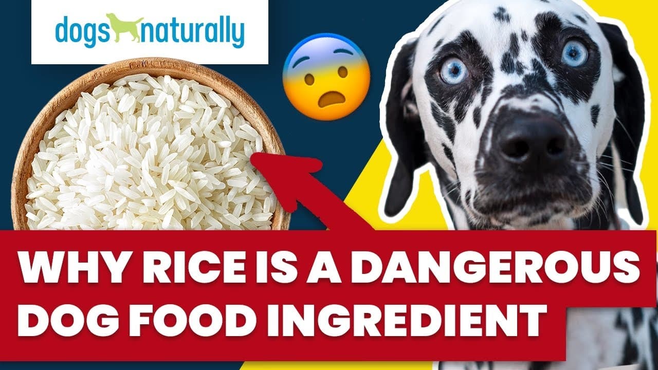 rice is a dangerous dog food ingredient