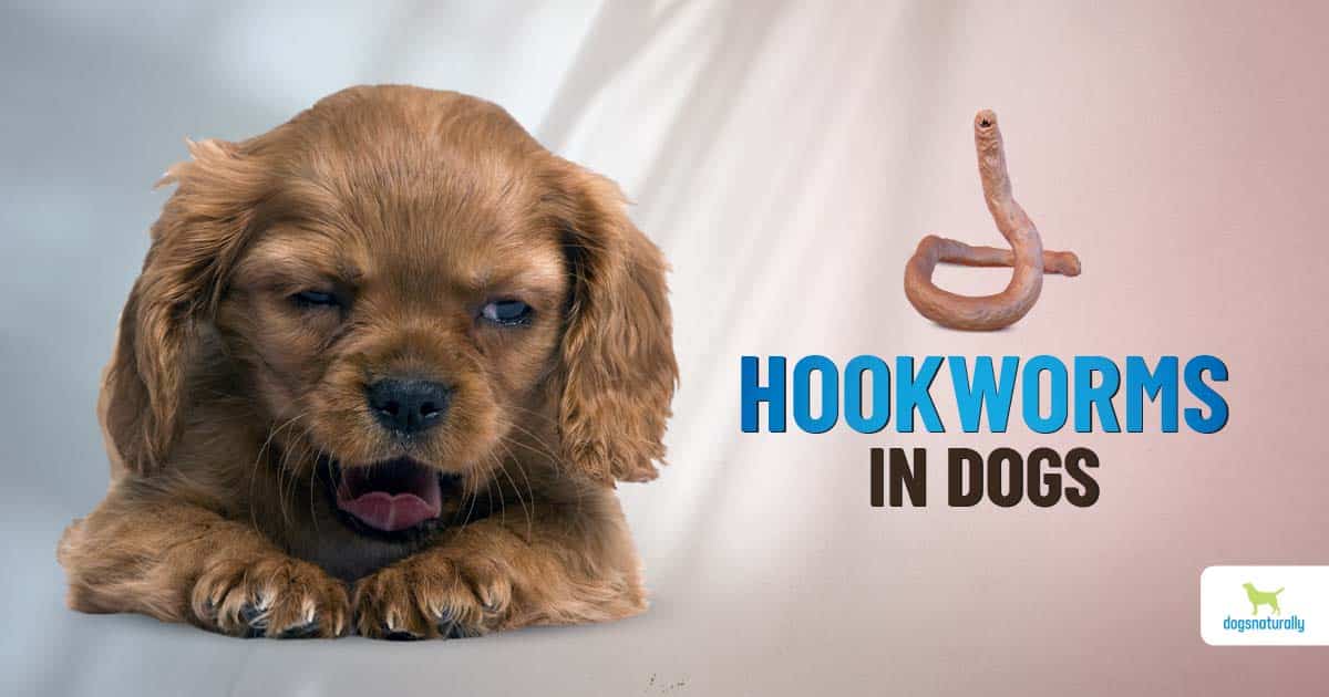 Hookworms In Dogs - Dogs Naturally