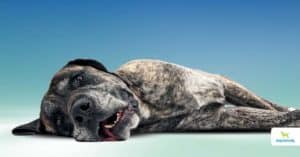 Cluster Seizures in Dogs