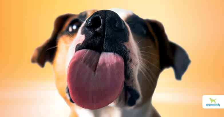 Why Do Dogs Lick You